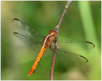 Orthemis discolor femelle, Carmine Skimmer