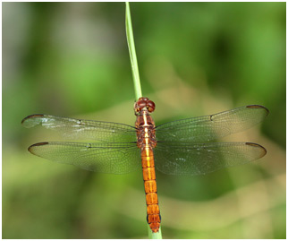 Orthemis discolor femelle, Carmine Skimmer