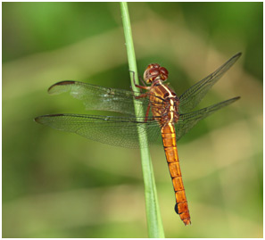 Orthemis discolor femelle, Carmine Skimmer