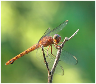 Orthemis discolor femelle, Carmine Skimmer