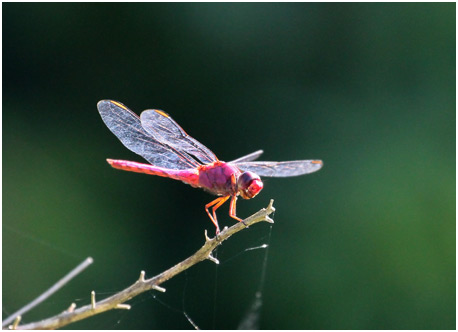 Orthemis discolor mâle, Carmine Skimmer 