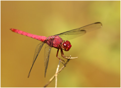 Orthemis discolor mâle, Carmine Skimmer 