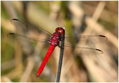 Orthemis schmidti mâle, Red-tailed Skimmer