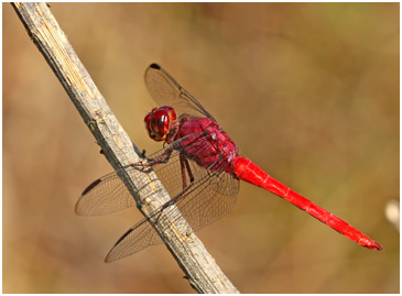 Orthemis schmidti mâle, Red-tailed Skimmer