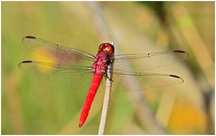 Orthemis schmidti mâle, Red-tailed Skimmer