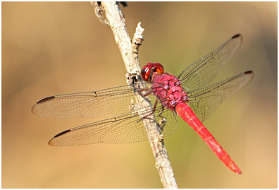 Orthemis schmidti mâle, Red-tailed Skimmer