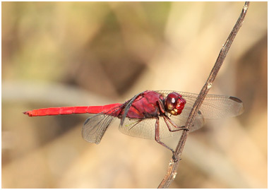 Orthemis schmidti mâle, Red-tailed Skimmer