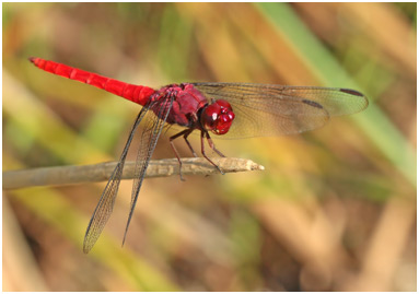 Orthemis schmidti mâle, Red-tailed Skimmer