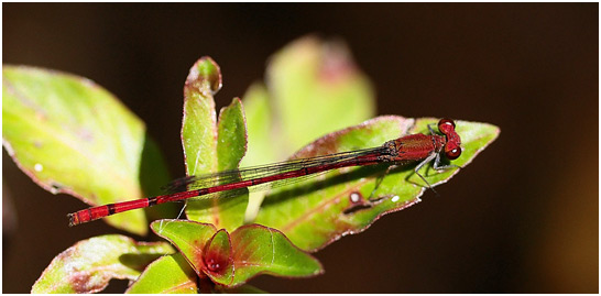 Oxyagrion pavidum mâle, Red-tipped Mountain Coral