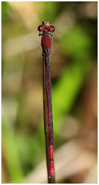 Oxyagrion pavidum mâle, Red-tipped Mountain Coral