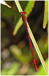 Oxyagrion pavidum mâle, Red-tipped Mountain Coral