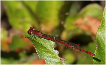 Oxyagrion pavidum mâle, Red-tipped Mountain Coral