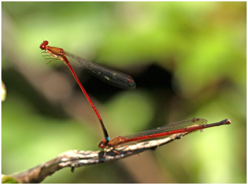 Oxyagrion santosi, Santos's mountain coral