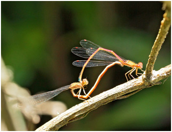 Oxyagrion santosi, Santos's mountain coral