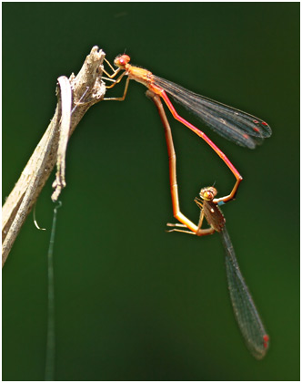 Oxyagrion santosi, Santos's mountain coral