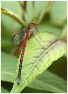 Oxyagrion simile femelle, Blue-tipped Mountain Coral