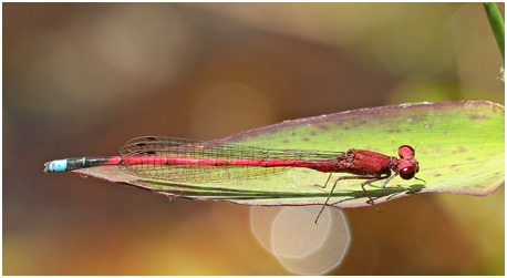 Oxyagrion simile mâle, Blue-tipped Mountain Coral