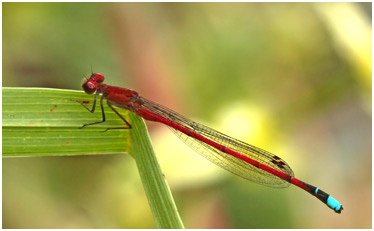 Oxyagrion simile mâle, Blue-tipped Mountain Coral