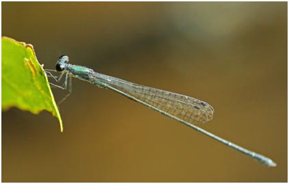 Peristicta jalmosi mâle, Emerald Graytip