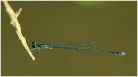 Peristicta jalmosi mâle, Emerald Graytip