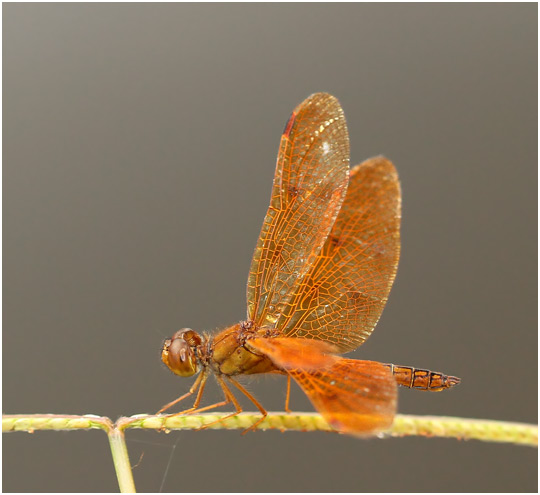 Perithemis icteroptera mâle, Pampa Amberwing