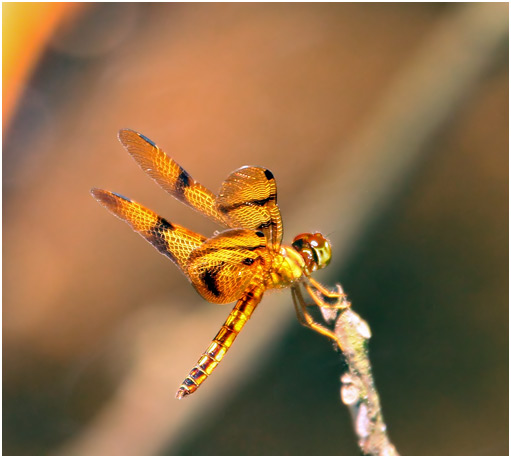Perithemis thais mâle, Broad-banded Amberwing