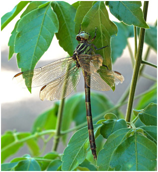 Phyllocycla gladiata femelle, Yellow-ringed Forceptail