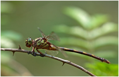 Phyllocycla gladiata femelle, Yellow-ringed Forceptail