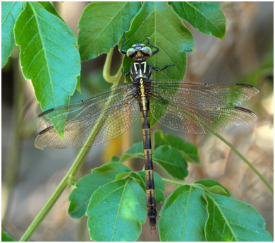 Phyllocycla gladiata femelle, Yellow-ringed Forceptail