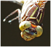 Phyllocycla gladiata femelle, Yellow-ringed Forceptail