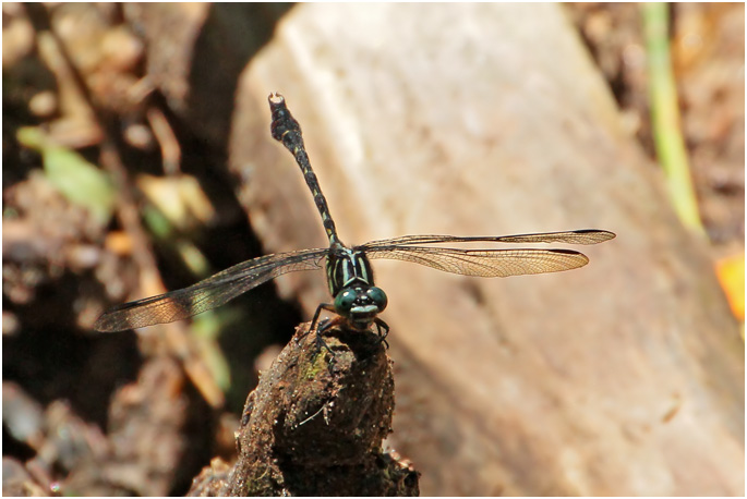 Phyllogomphoides annectens mâle, Slender-tipped Leaftail