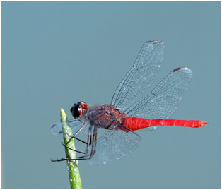 Planiplax arachne mâle, Spidery Scarlet-tail