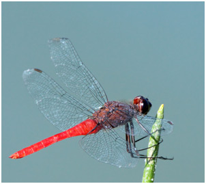 Planiplax arachne mâle, Spidery Scarlet-tail