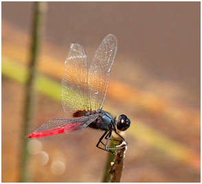 Planiplax phoenicura mâle, Guiana Scarlet-tail 