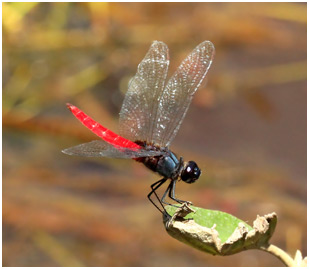 Planiplax phoenicura mâle, Guiana Scarlet-tail 