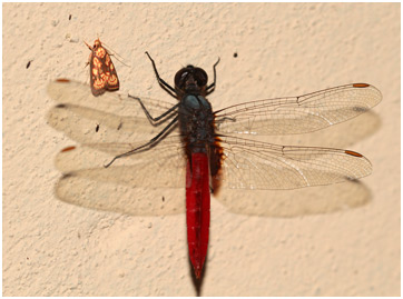 Planiplax phoenicura mâle, Guiana Scarlet-tail 