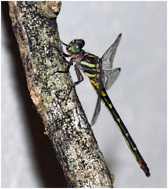 Progomphus complicatus femelle, Two-striped Sanddragon