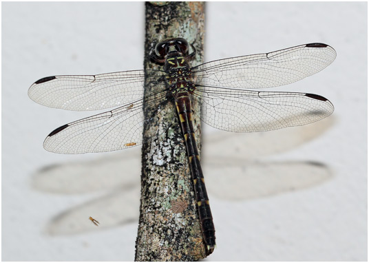 Progomphus complicatus femelle, Two-striped Sanddragon