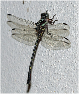 Progomphus complicatus mâle, Two-striped Sanddragon