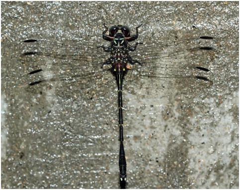 Progomphus complicatus mâle, Two-striped Sanddragon