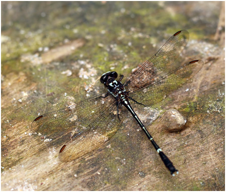 Progomphus gracilis mâle, Splendid Sanddragon