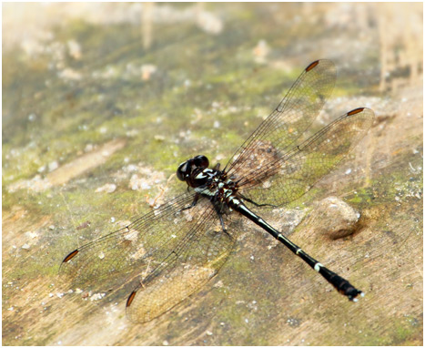 Progomphus gracilis mâle, Splendid Sanddragon