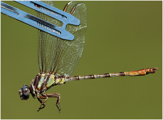 Progomphus intricatus mâle, Pale-tailed Sanddragon