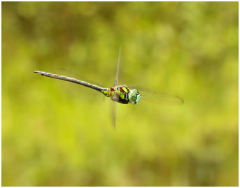 Remartinia luteipennis mâle, Malachite Darner