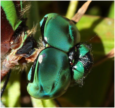 Remartinia luteipennis mâle, Malachite Darner