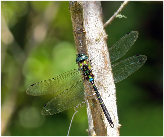 Rhionaeschna planaltica mâle, Planalto darner