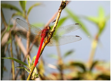 Rhodopygia cardinalis mâle, Cardinal Redskimmer