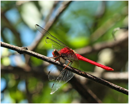 Rhodopygia cardinalis mâle, Cardinal Redskimmer