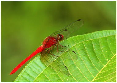 Rhodopygia cardinalis mâle, Cardinal Redskimmer