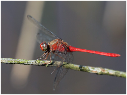 Rhodopygia hollandi mâle, Slender Redskimmer